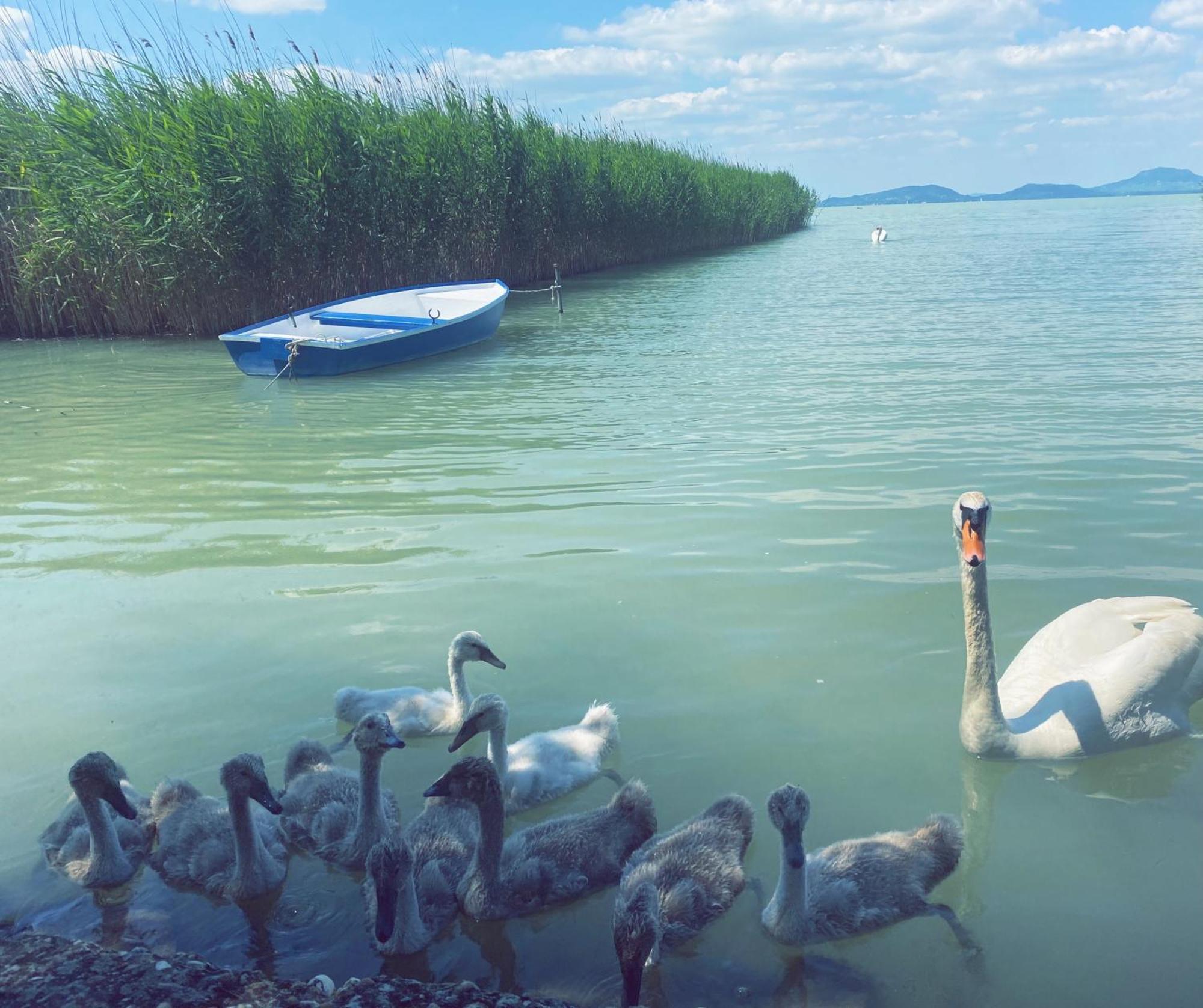 Balaton a kertben - Közvetlen vízparti apartmanok, csodálatos panorámával Balatonfenyves Exterior foto